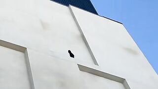 Crow removing bird spikes