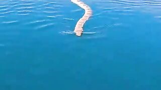 Sea snake going for a wander, Australia