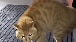 When you reborn as a cat
