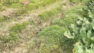 green fields