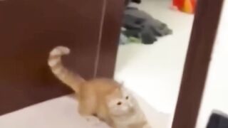 Funny Pets Funny Dogs And Funny Cats Videos