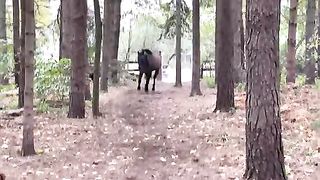 Horse kicks tree, farts on dogs, refuses to elaborate further then runs away