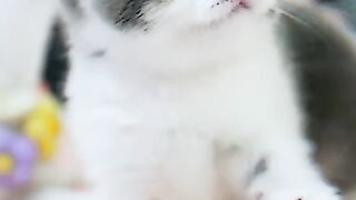 Little cat