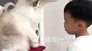 Funny Cat Viral Video. Must Watch