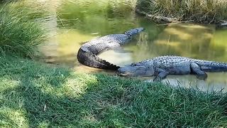 Wildlife forest animal