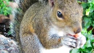 Wildlife forest animal