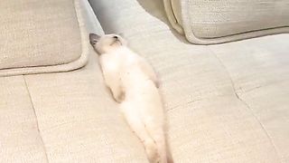 what kind of sleep is this?