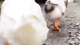 bebek gemoy