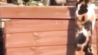 The cat did not expect such a turn of events