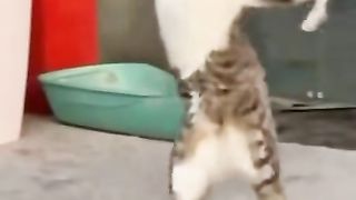 Cat Dance of the Day