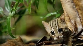 World's smallest cat | BBC