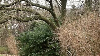 "Cityscape Symphony: Nature's Embrace in Urban Landscapes"
