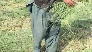 Rhodes grass video viral