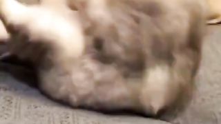 Reincarnated as cat.. all these cat are soldier, ninjas