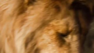 King of the jungle