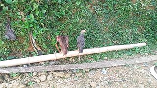 Ayam-Ayam Peliharaan