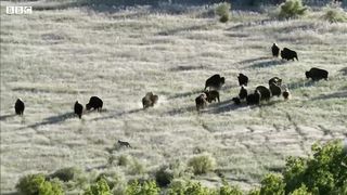 How Wolves Outsmart Buffalo During Hunting | BBC Earth