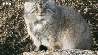 World’s Grumpiest Cat I Frozen Planet II I BBC