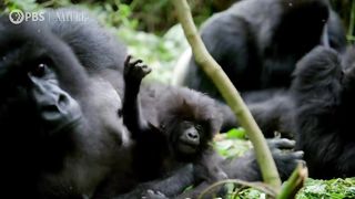 Alpha Gorilla is Dad of the Year