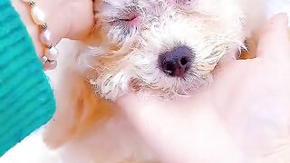 Beautiful puppy