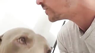 A cunning dog steals food from the refrigerator