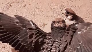 FUNY PETS FUNNY PETS