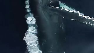 Humpback whale