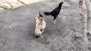 Кундошлар уруши