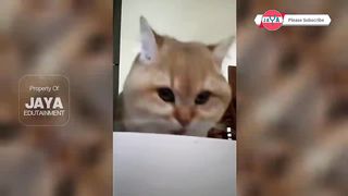 Ngakak banget kucing Lucu abisss