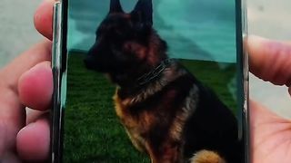 mera dogy labo