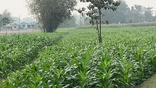 green maize