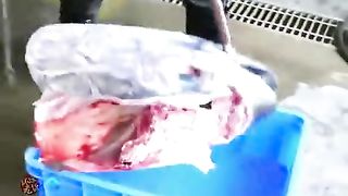 Tuna, from sea to the table