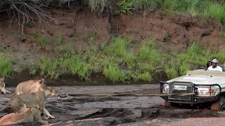 The lion tow company