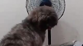 My Dog Infront of the electric fan