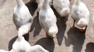 Funny duck#fyp