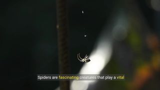Spider Facts