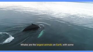 Facts about Whales
