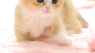 Cat fanny
