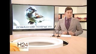 Пернатый будильник, или Как иркутская семья приручила воробья.