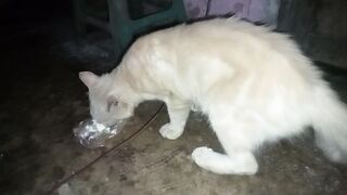 Empus Mengki Makan Butter Cream????