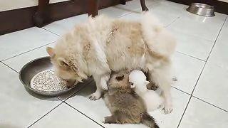 Mama Dog and Her puppies