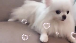 Anjing lucu
