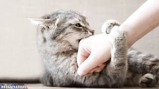 Почему Кошка Кусается, Когда Её Гладишь ¤ НЕОБЫЧАЙНОЕ