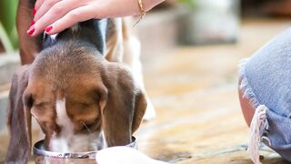 Beauty of Dog #doglover #viral #everyone #animal