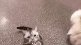 Funny Cats