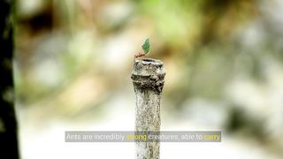 Ant Facts