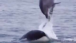 True apex predators. The raw power, speed and agility of orcas hunting dolphins.