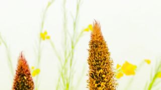 Ultra HD Village Nature | Febspot Video | Natural Video | #shortsvideo