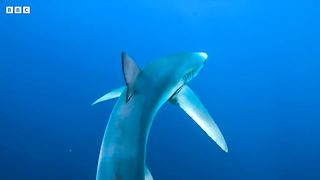 Sharks Feast On Whale | Blue Planet II | BBC Earth