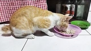 THE ORANGE CAT EATING HAPPIESS!
